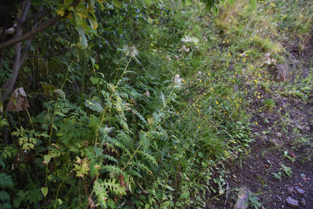 Image of Cirsium obvallatum specimen.