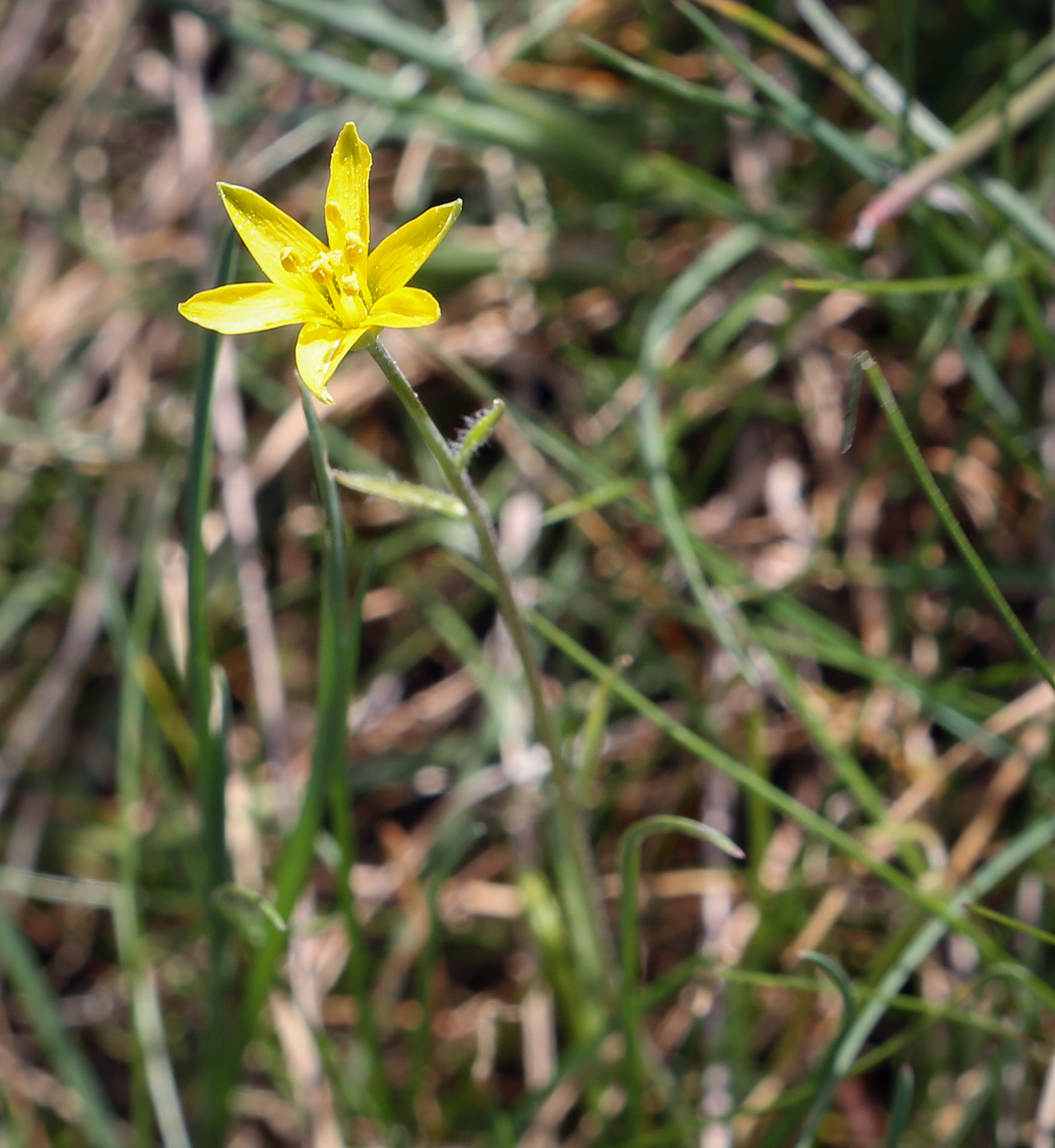 Image of genus Gagea specimen.