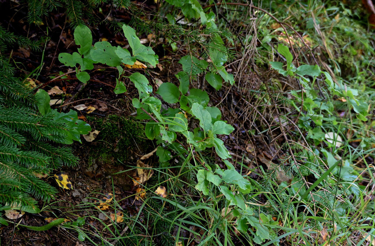 Image of Celastrus orbiculata specimen.