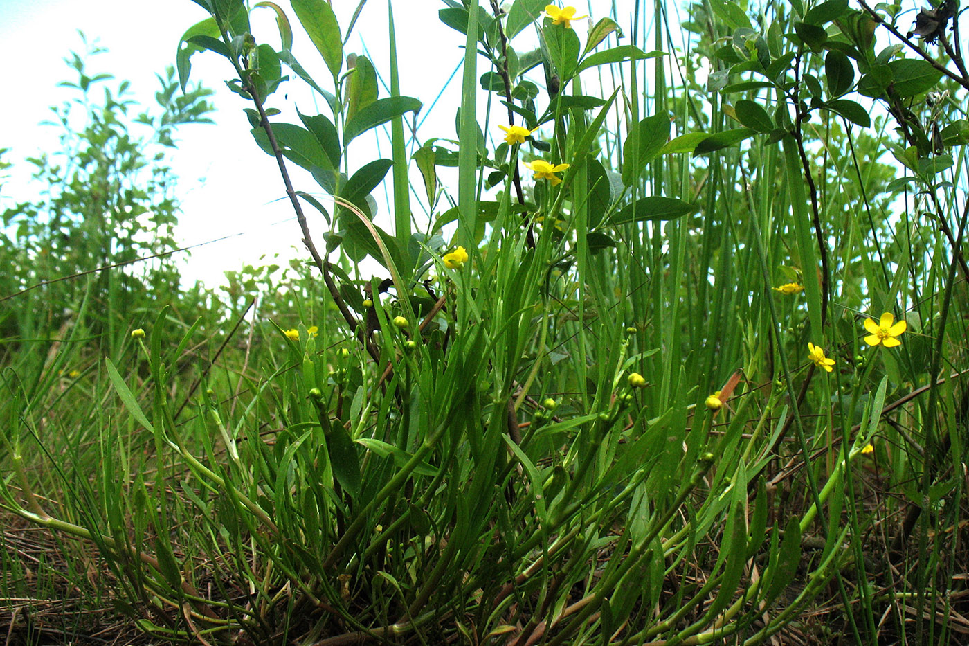 Image of Ranunculus flammula specimen.