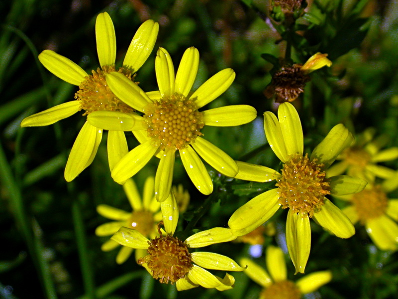 Изображение особи Senecio erraticus.