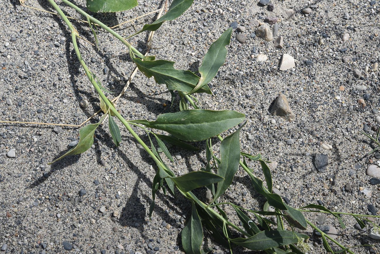 Изображение особи Lepidium latifolium.