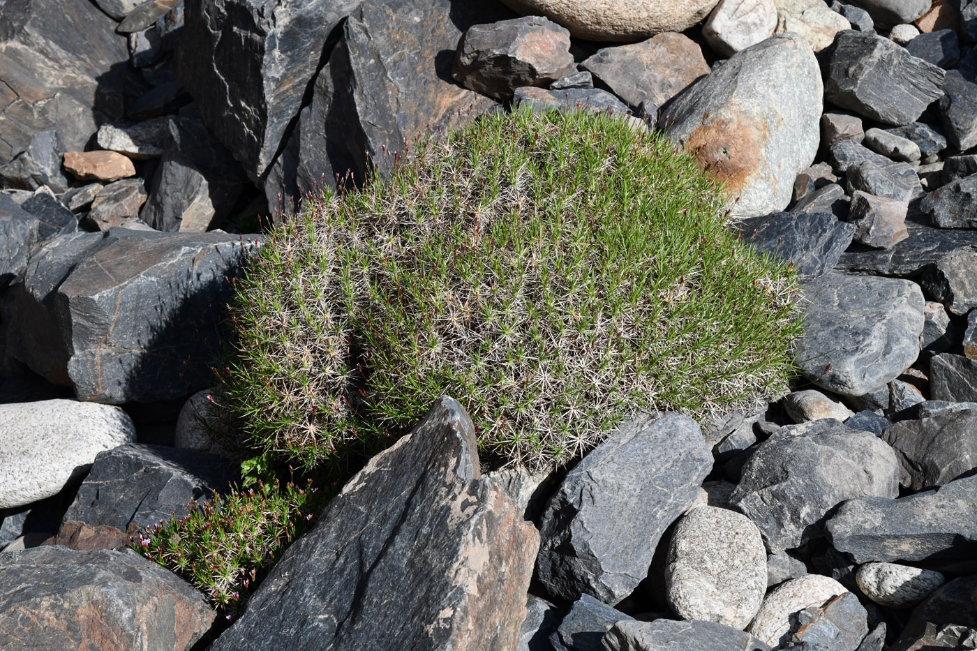 Image of Acantholimon pamiricum specimen.