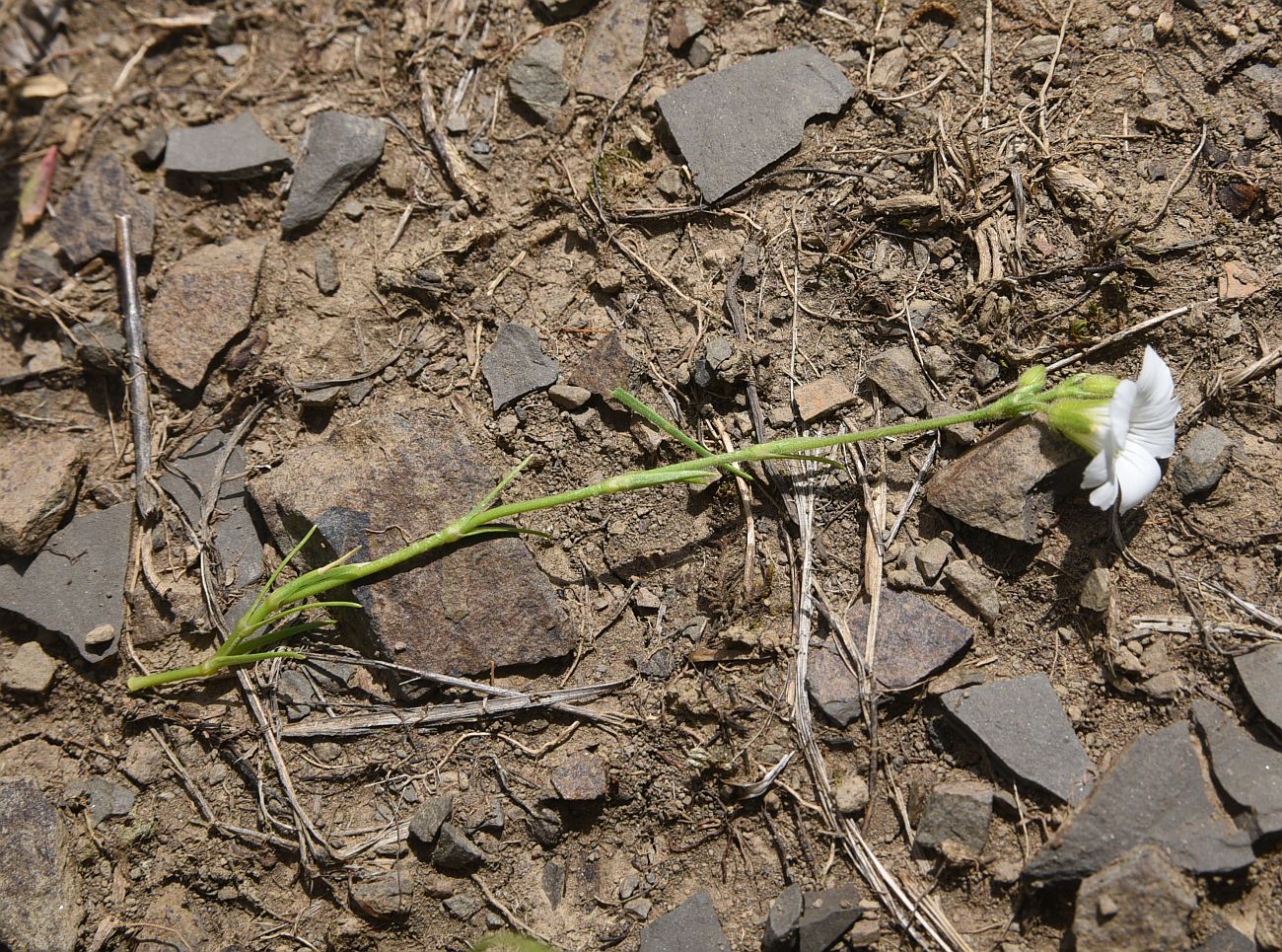 Image of Minuartia circassica specimen.