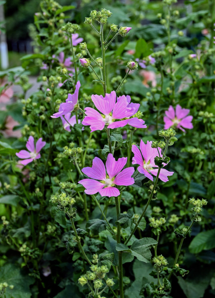 Image of Malva thuringiaca specimen.