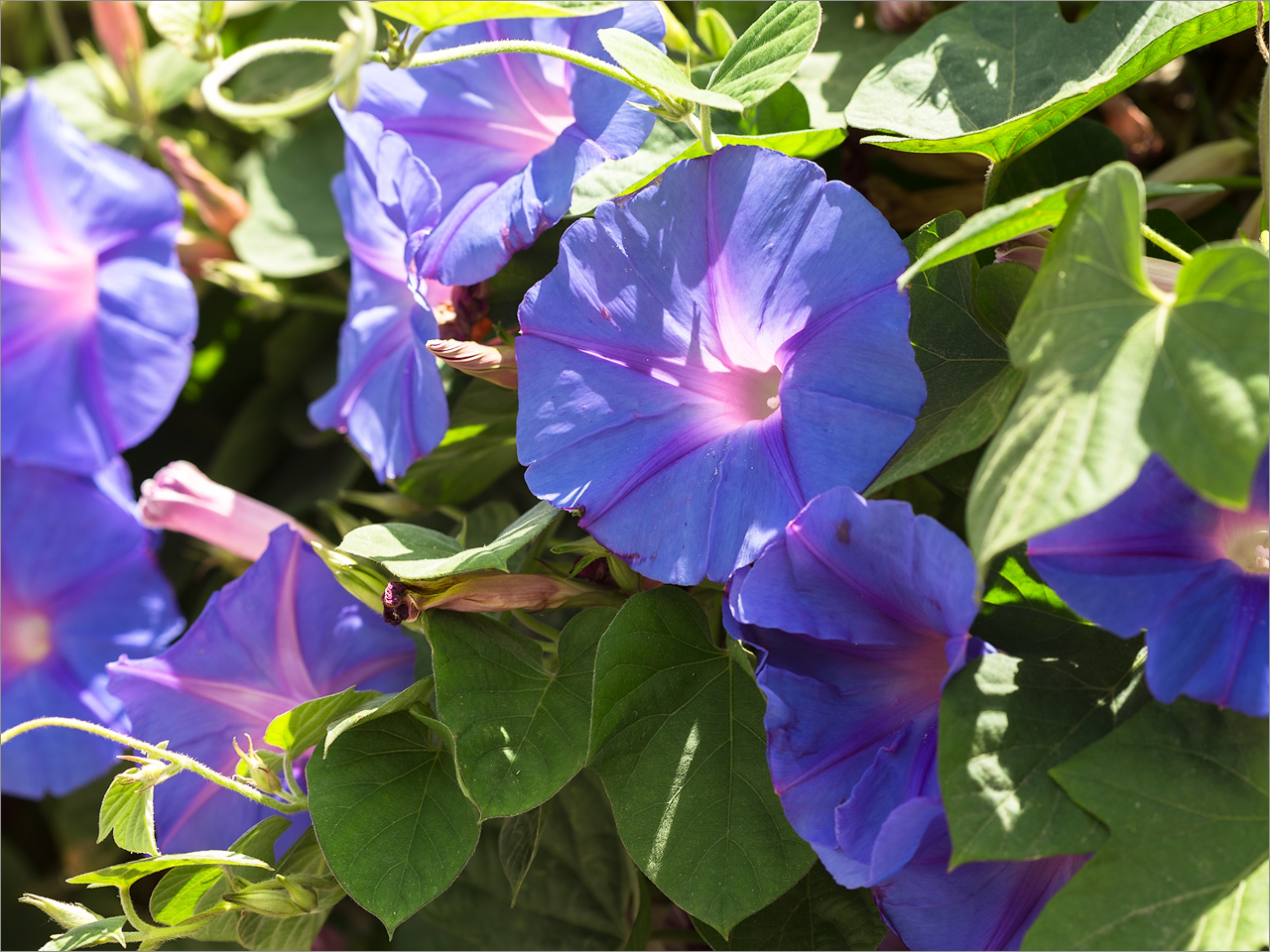 Изображение особи Ipomoea indica.