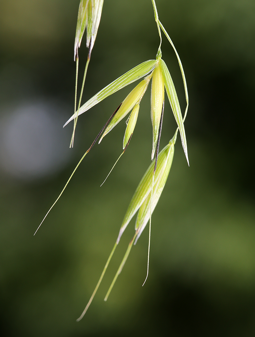 Image of Avena fatua specimen.