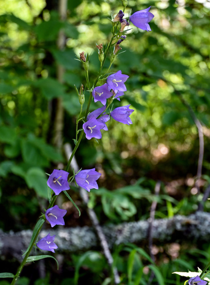 Image of Campanula persicifolia specimen.