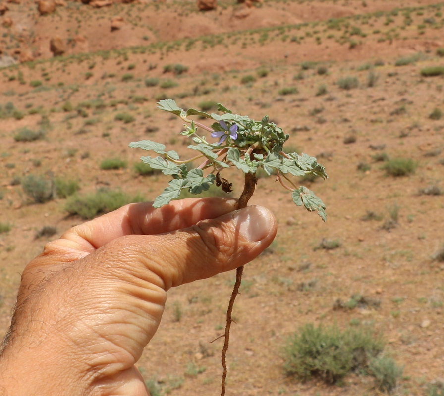 Image of Erodium oxyrhynchum specimen.