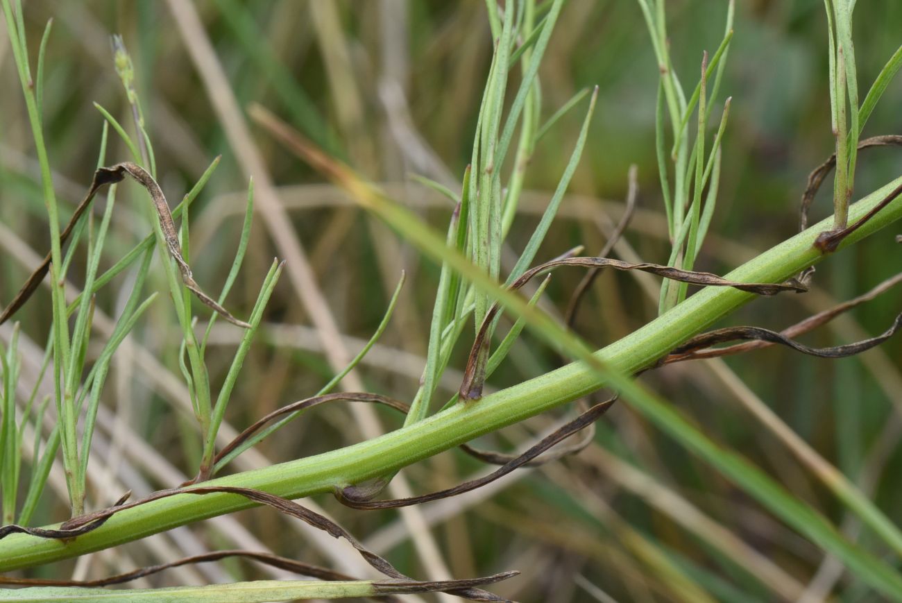 Image of Campanula rotundifolia specimen.