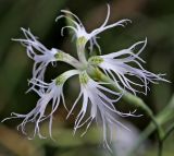 Dianthus superbus