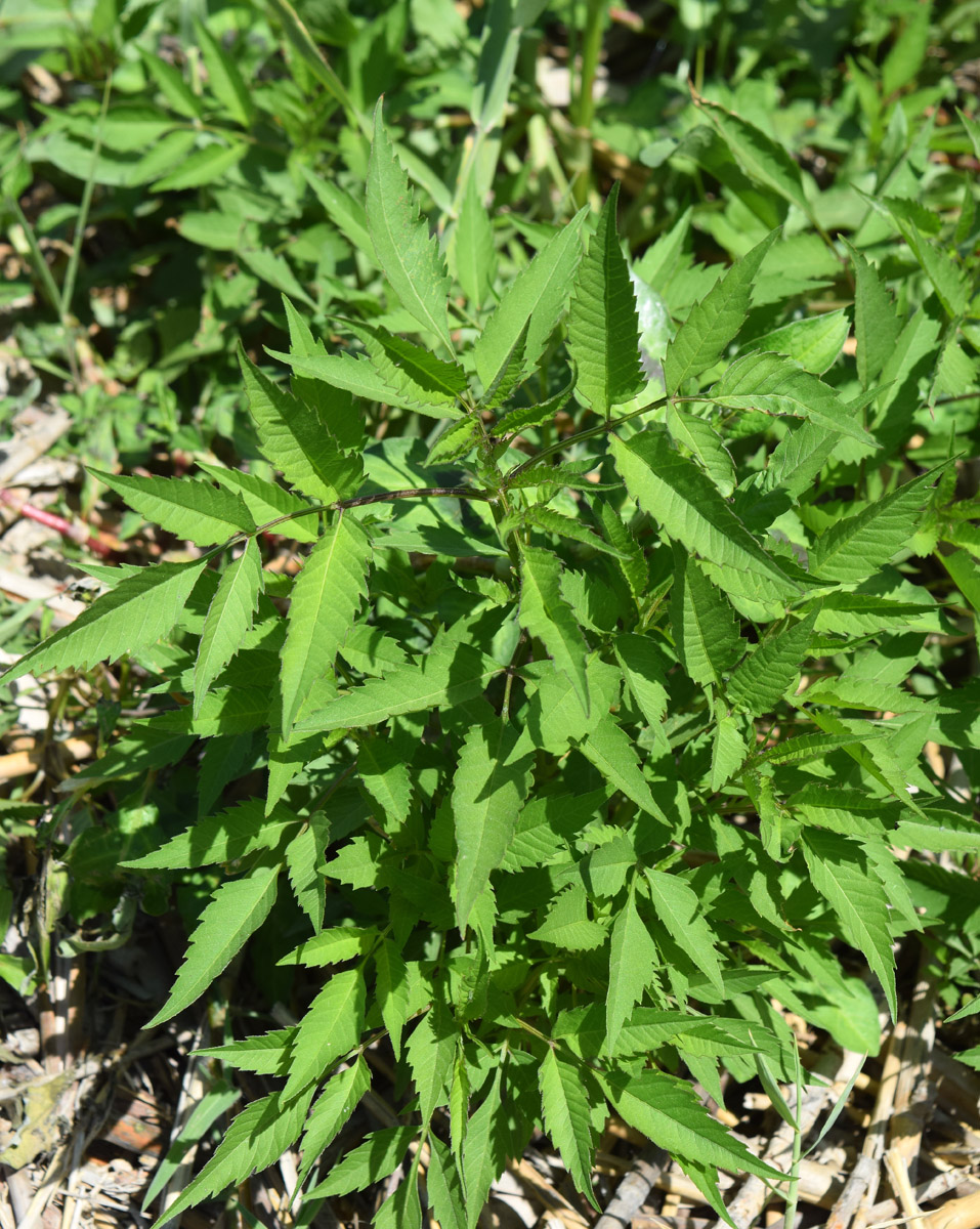 Изображение особи Bidens frondosa.