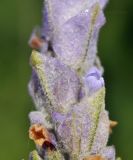 Lavandula dentata