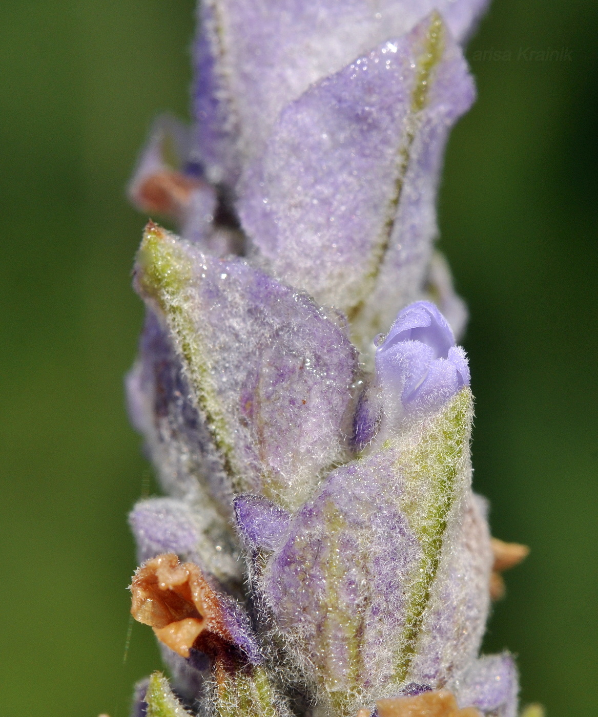 Изображение особи Lavandula dentata.