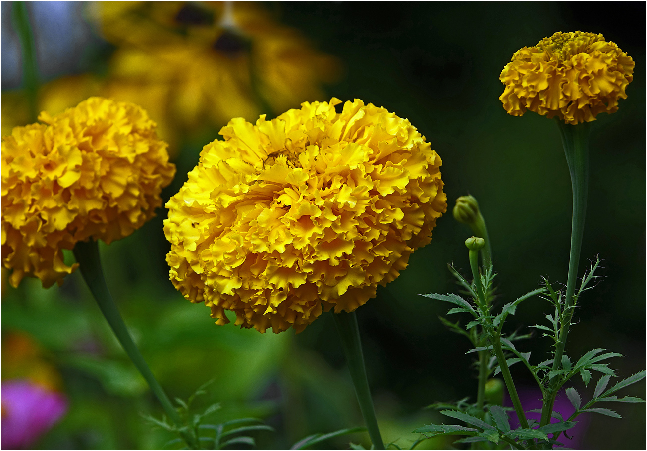 Image of Tagetes erecta specimen.