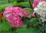 Hydrangea paniculata