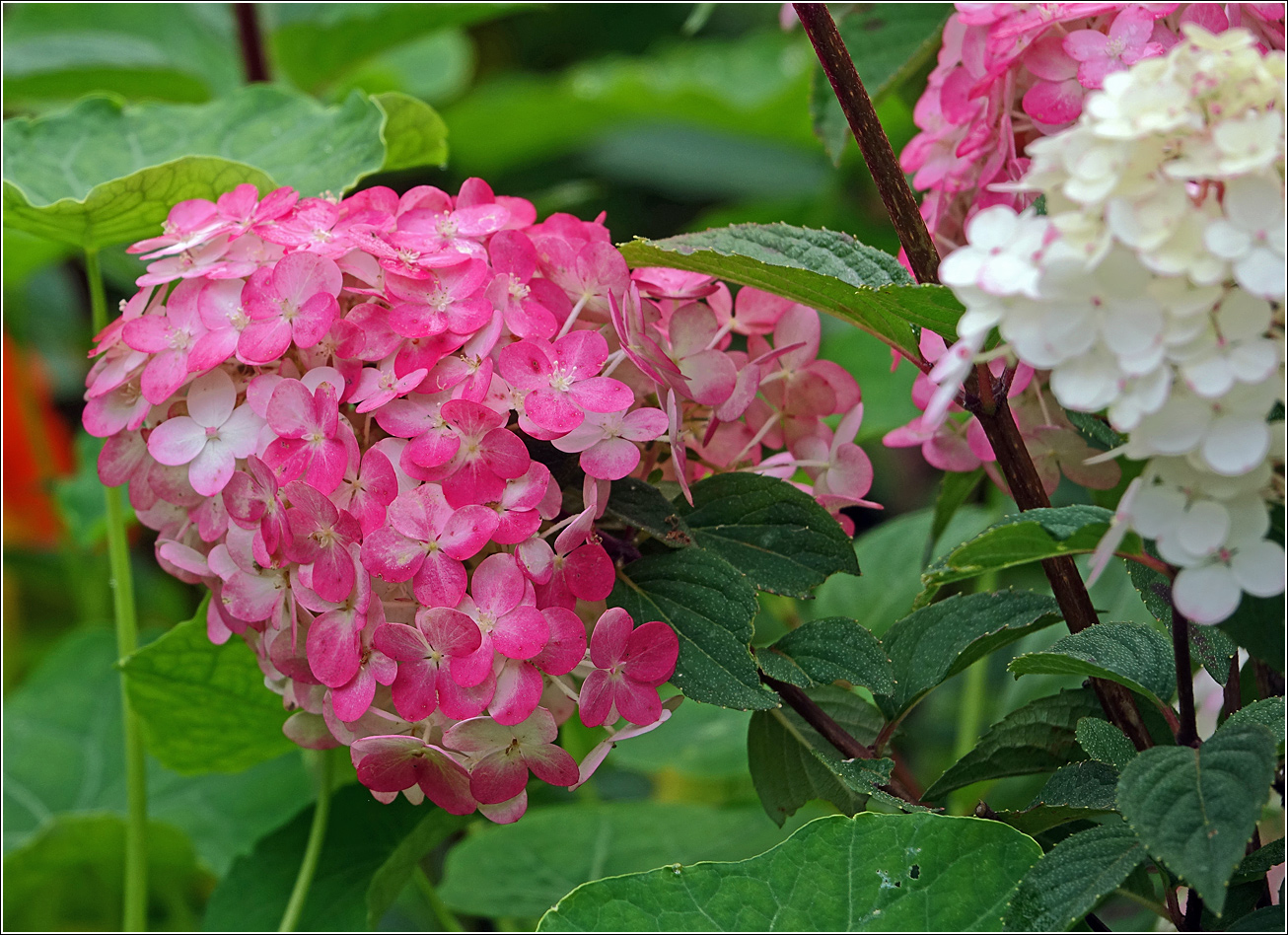 Image of Hydrangea paniculata specimen.