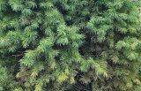 Picea glauca