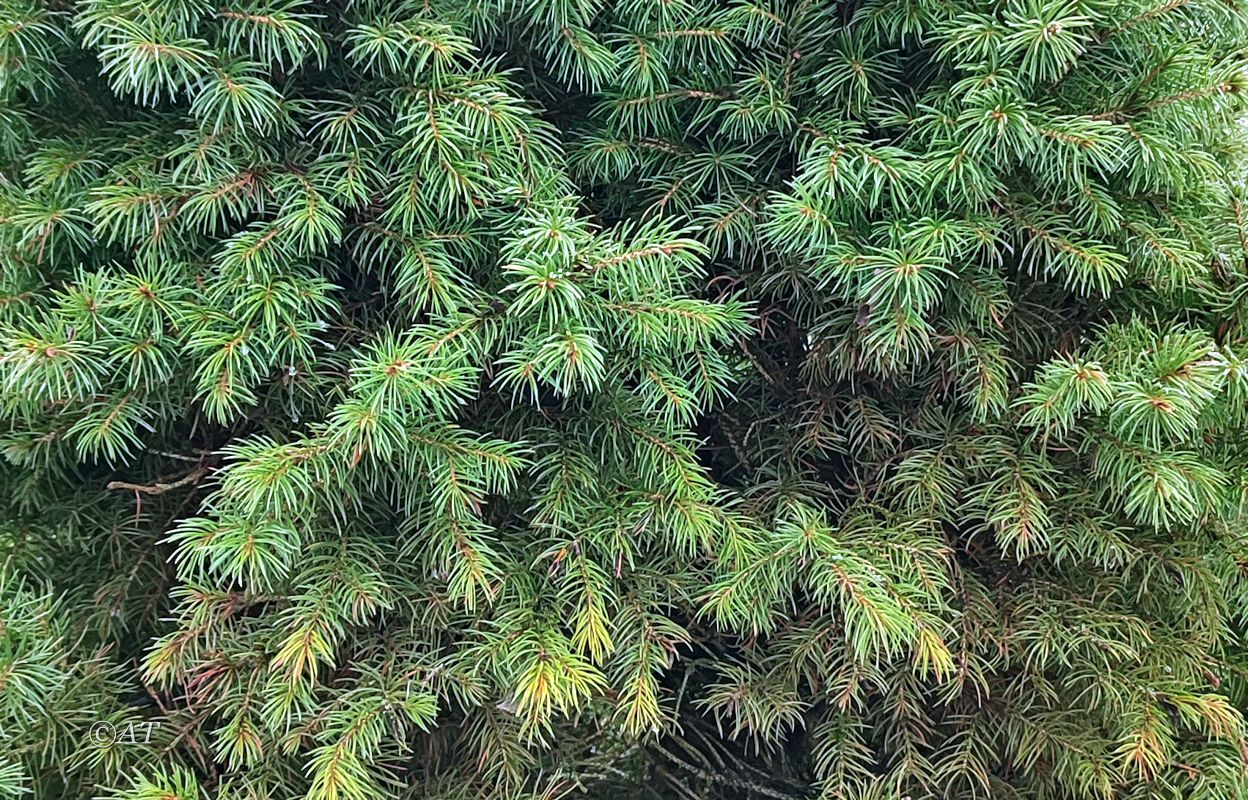 Изображение особи Picea glauca.