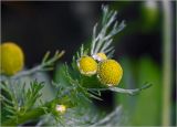 Matricaria discoidea. Соцветия и листья. Московская обл., Раменский р-н, окр. дер. Хрипань, садовый участок. 24.06.2024.