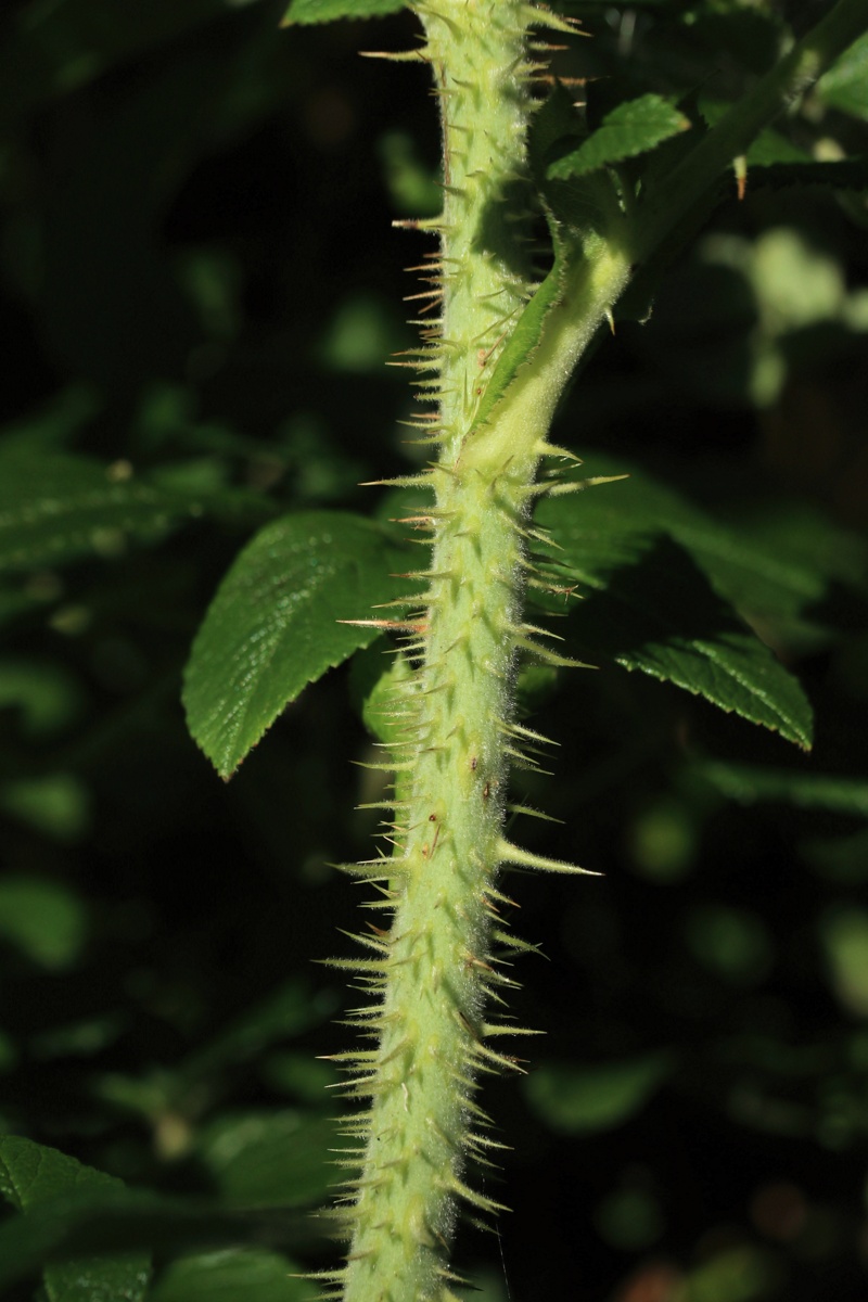 Image of Rosa rugosa specimen.