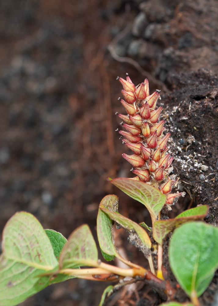 Image of genus Salix specimen.