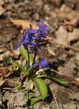 genus Scilla