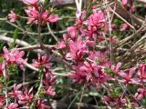 Cerasus verrucosa