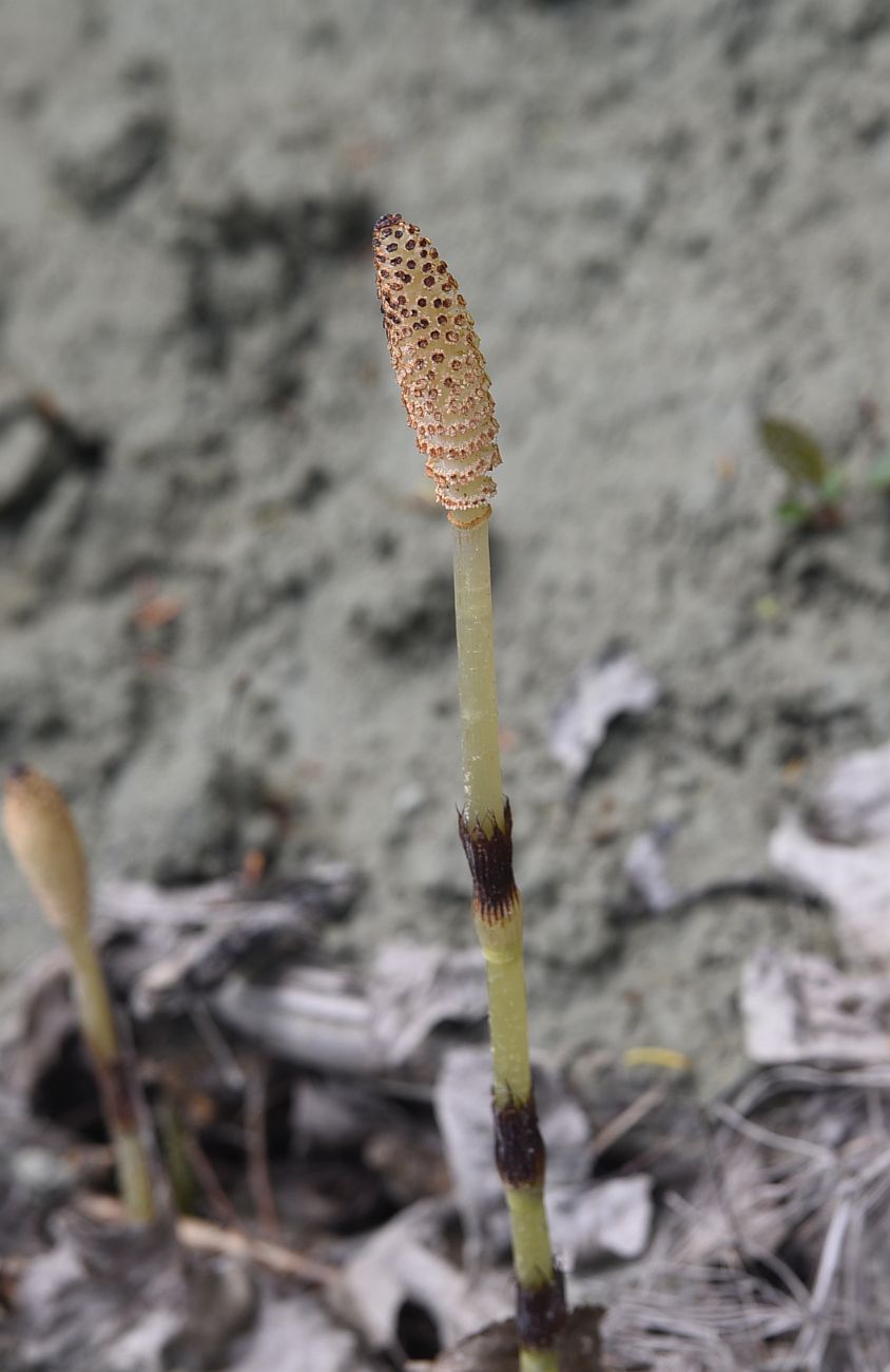 Image of Equisetum telmateia specimen.
