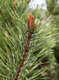 View full-size image Pinus densiflora