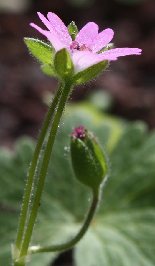 Image of Geranium molle specimen.