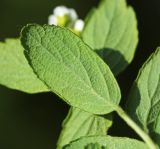 Смотреть изображение Spiraea turczaninowii