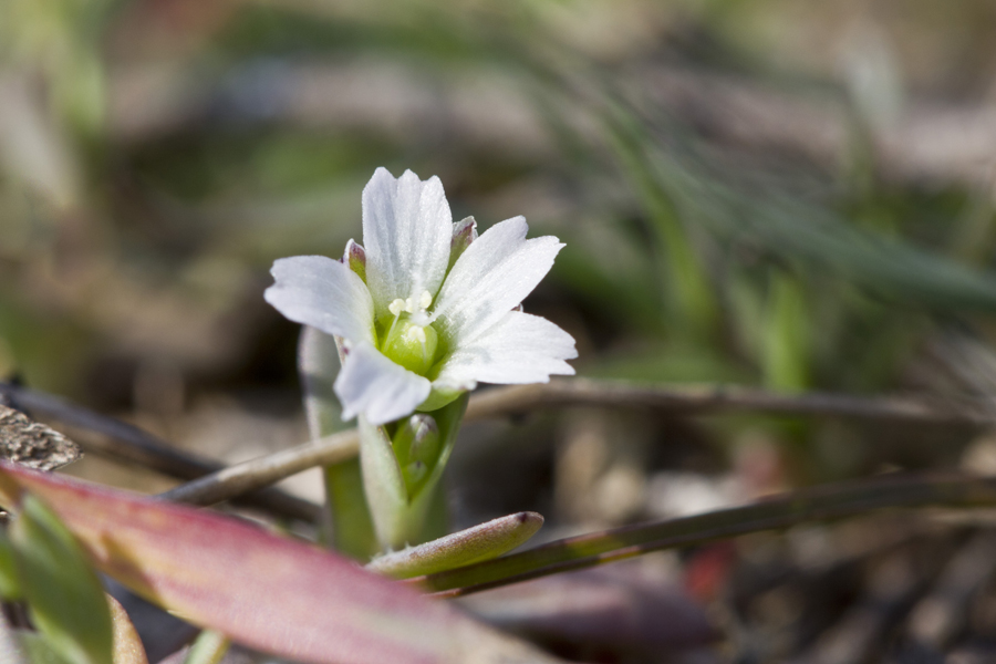 Изображение особи Holosteum umbellatum.