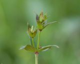 View full-size image Galium valantioides