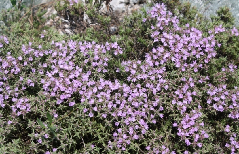 Image of Thymus helendzhicus specimen.