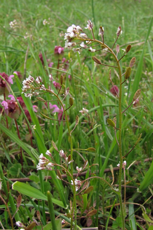 Image of Draba muralis specimen.