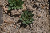View full-size image Blitum virgatum