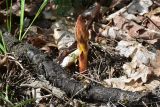 View full-size image genus Orobanche