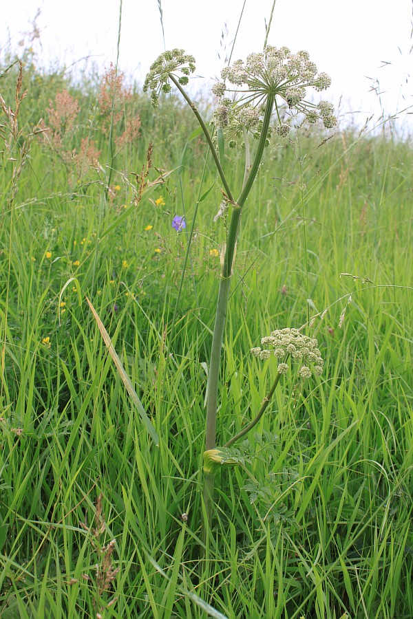 Изображение особи Angelica sylvestris.