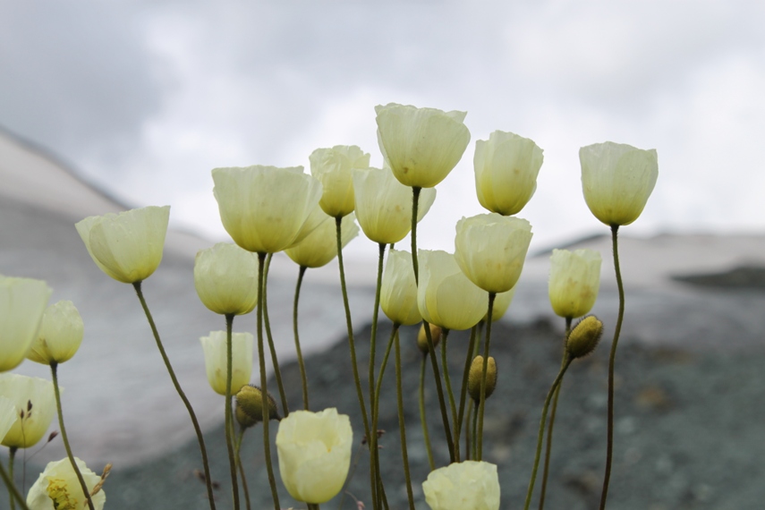 Изображение особи род Papaver.