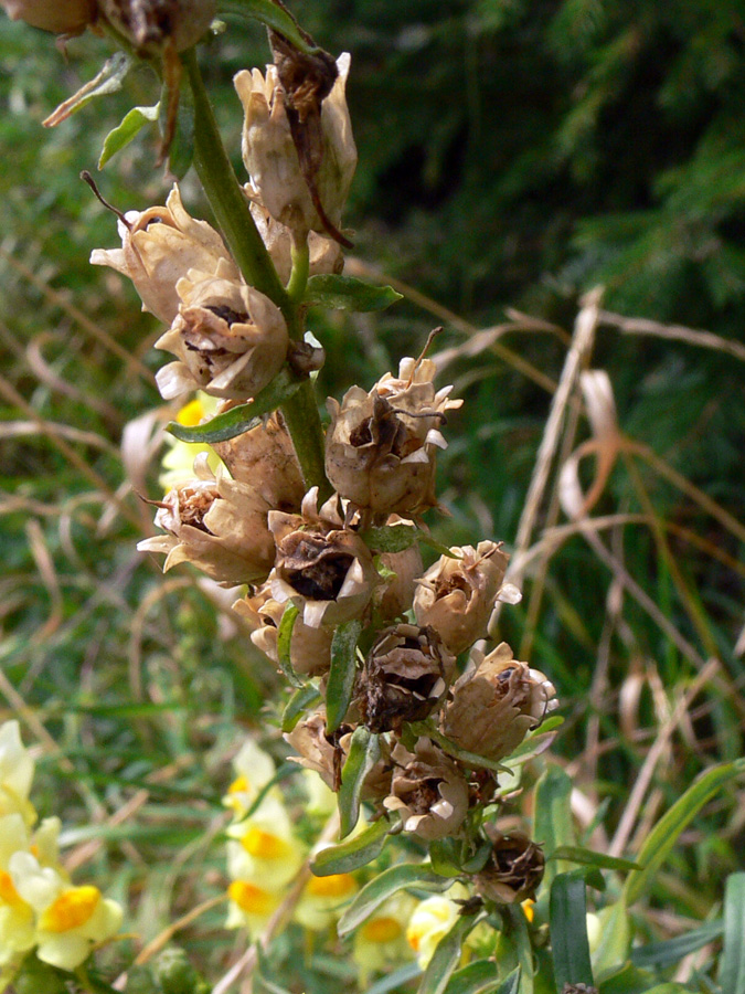 Image of Linaria vulgaris specimen.