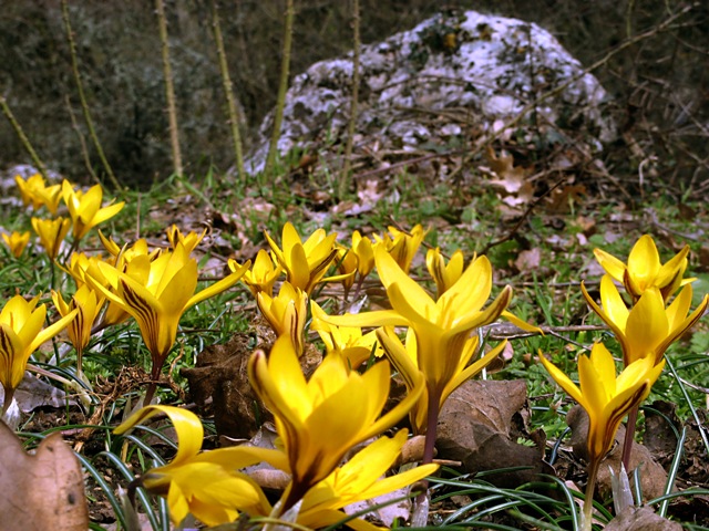 Image of Crocus angustifolius specimen.