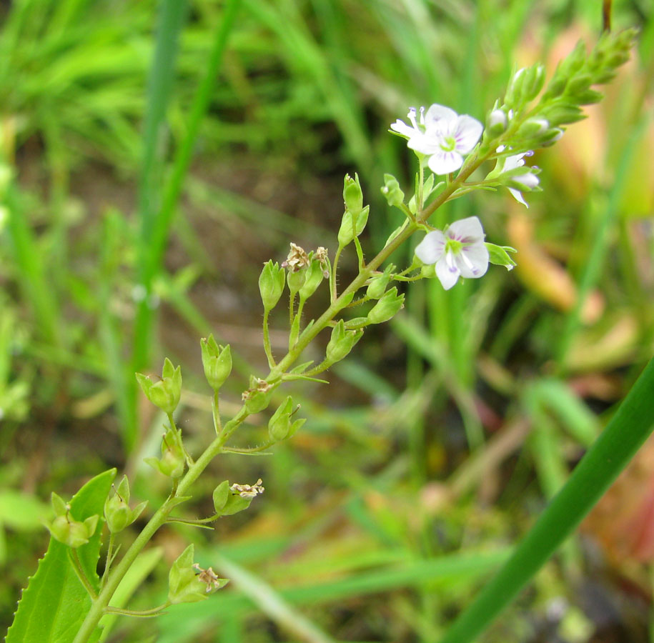 Изображение особи Veronica anagallis-aquatica.