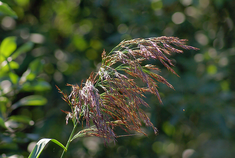 Image of Phragmites australis specimen.