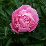 Paeonia lactiflora. Цветок (махровый культивар). Московская обл., Раменский р-н, окр. дер. Хрипань, садовый участок. 14.06.2011.