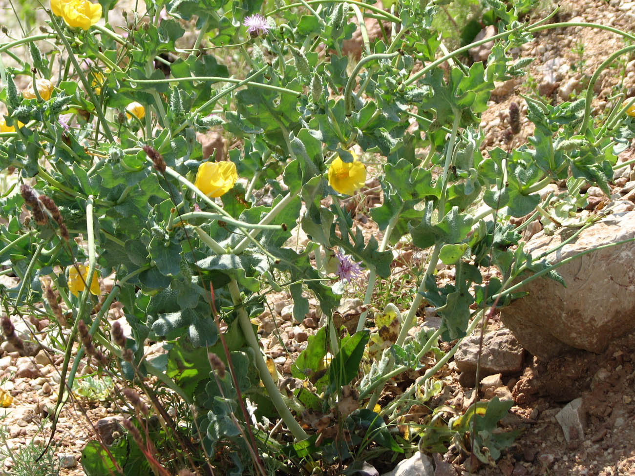 Изображение особи Glaucium flavum.