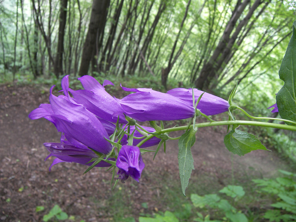 Изображение особи Campanula latifolia.