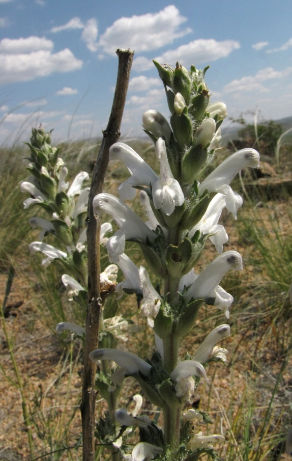 Изображение особи Pedicularis interrupta.