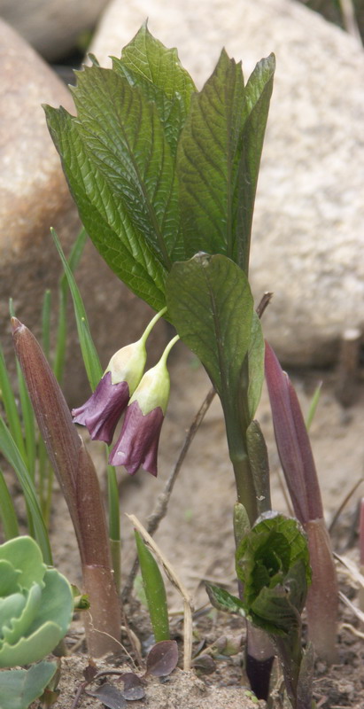 Image of Scopolia caucasica specimen.