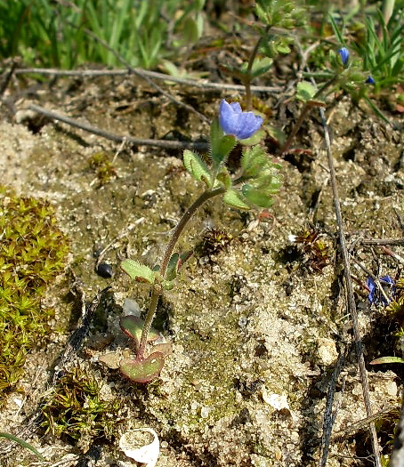 Image of Veronica triphyllos specimen.